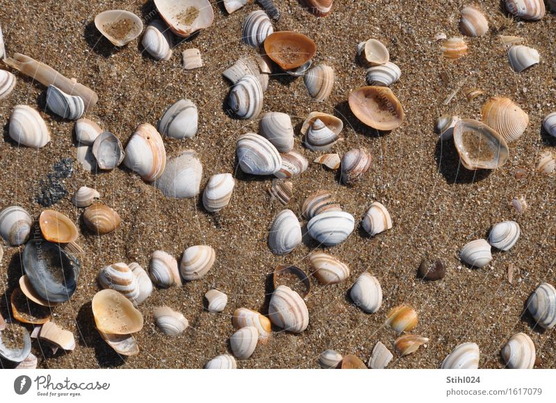 seashells Beach Ocean Nature Animal Sand Coast North Sea Dead animal Mussel Group of animals Observe Wet Natural Brown Death Wanderlust Contentment Chaos