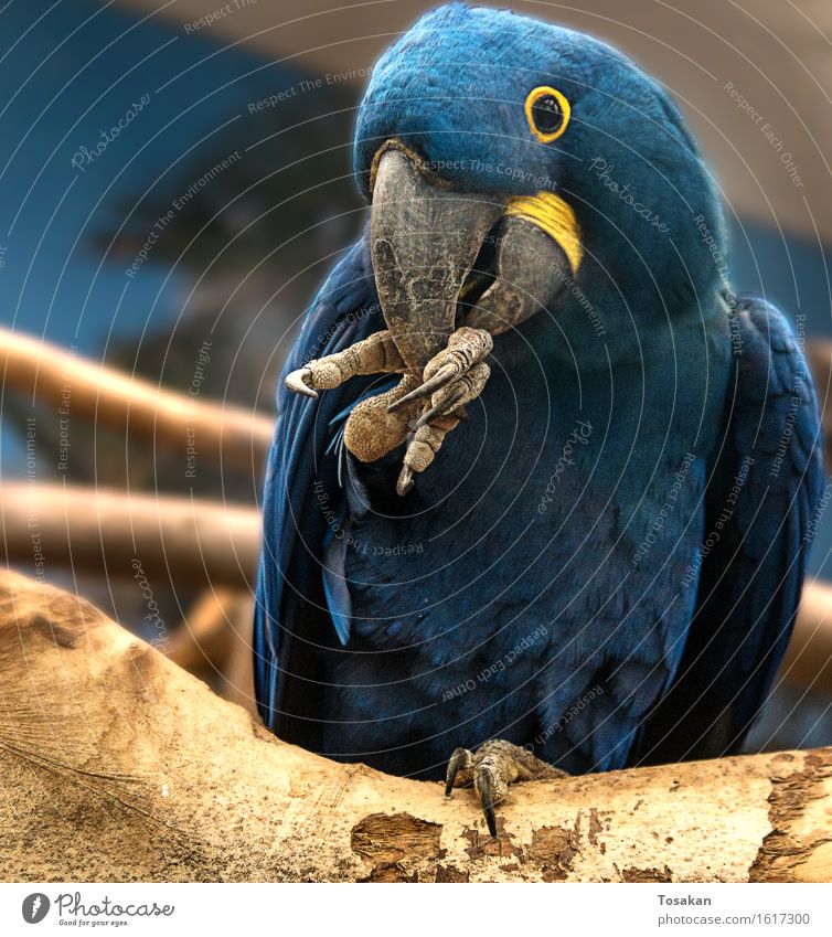 Portrait of a Parrot Animal Parrots 1 Friendliness Blue Yellow Colour photo Central perspective Animal portrait