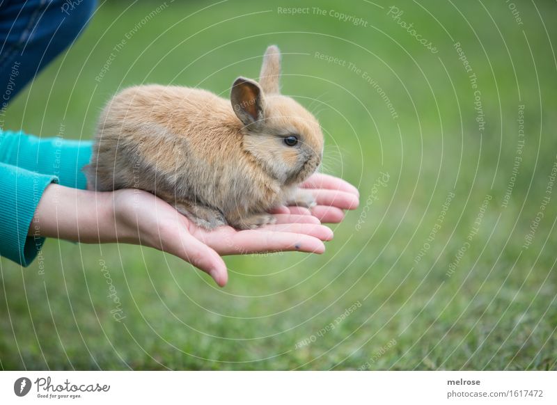TuesdayHASE Girl Arm Hand Fingers 1 Human being 8 - 13 years Child Infancy Pet Animal face Pelt Paw baby hare Pygmy rabbit Mammal Rodent hare spoon Baby animal