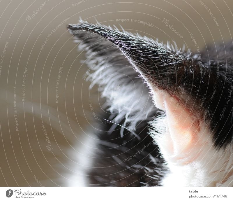 listening post Cat Pelt Mammal Domestic cat Frequency Listening Sense of hearing Sleep Doze Black White Cute Self-confident Affectionate Loyalty Emotions