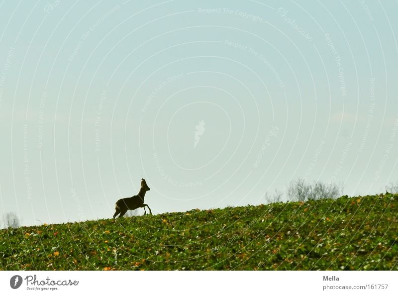 And away! Roe deer Wild animal Walking Flee Escape Upward Field Spring Mammal reindeer buck Tilt