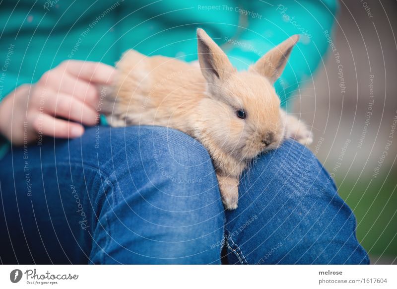 completely relaxed Girl Hand Fingers Legs Knee 1 Human being 8 - 13 years Child Infancy Pet Animal face Pelt Paw baby hare Pygmy rabbit hare spoon Rodent Mammal