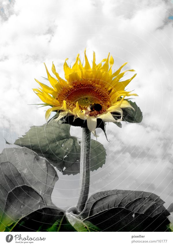 sunflower Flower Sunflower Plant Gray Yellow Clouds Sky