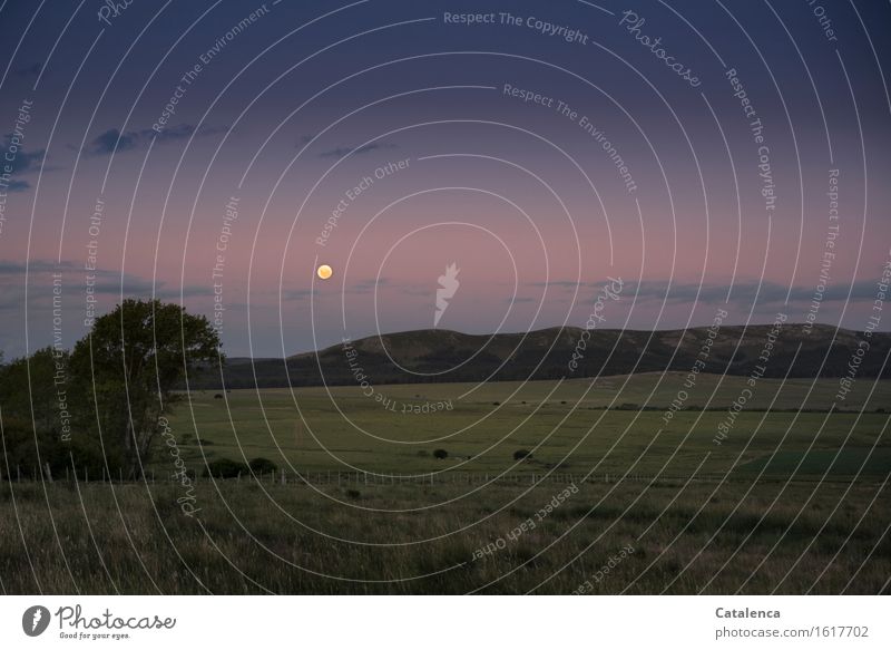 full moon Hiking Nature Landscape Sky Moon Full  moon Beautiful weather Meadow Field Hill Observe Relaxation Glittering Old Esthetic Far-off places Large Round