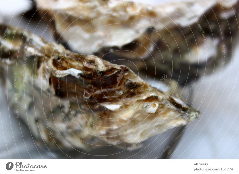 Slippery Seafood Nutrition Oyster Champagne Ocean Restaurant Success Gastronomy Fish Mussel Cold Decadence Salty Sea water Jet set very salty Colour photo