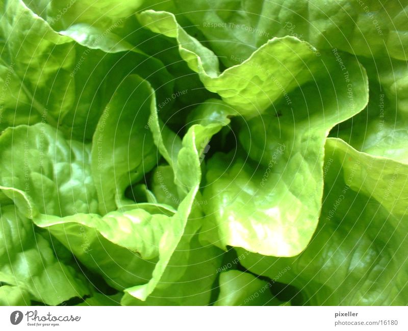 salad food Green Plant Healthy Lettuce Vegetarian diet Nutrition
