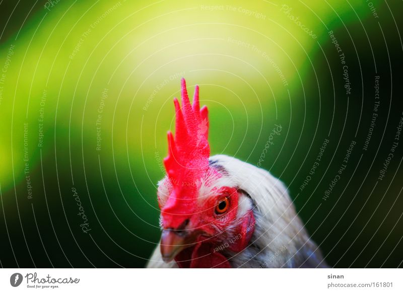 Chicken. Barn fowl Rooster Multicoloured Red Crest Beak Green Nature Animal Bird Agriculture Contrast Free space Head