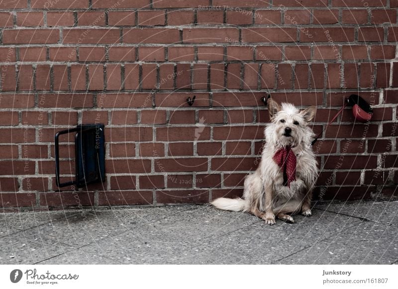 brick dog Brick Wall (barrier) Dog Rope Wait Exposed Pet Loneliness Wall (building) Captured Mammal Street dog