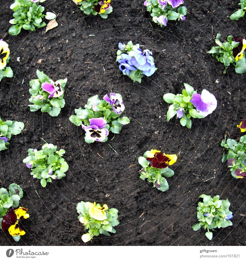 Woe to him who dances from the line! Pansy Garden Spring Flower Blossoming Gardening Horticulture Garden Bed (Horticulture) Flowerbed Plant Line Direct
