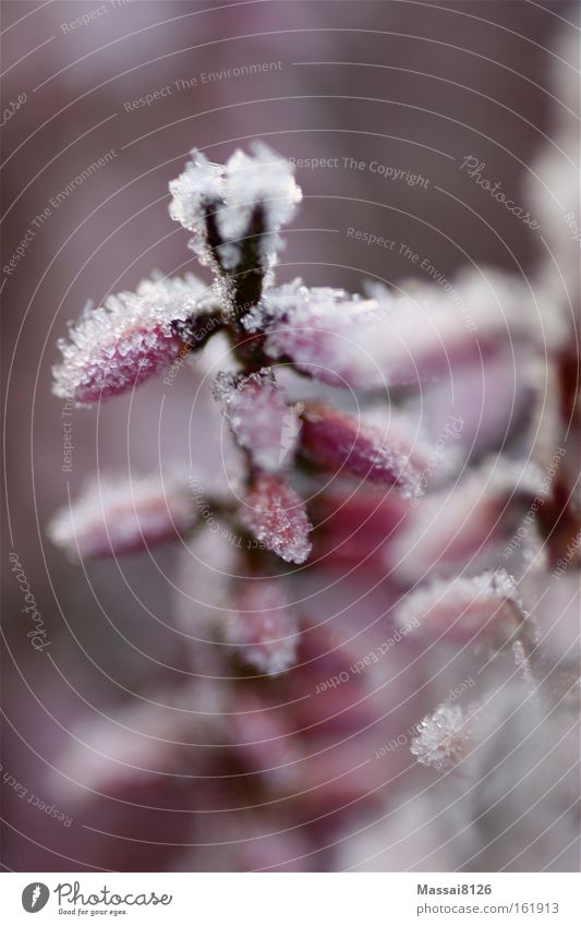 ice crowns Plant Winter Frost Cold Blur Denmark Pink