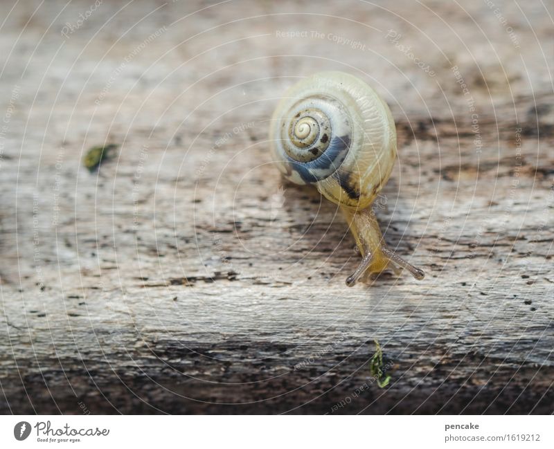 THE DISCOVERY OF SLOWNESS Nature Animal 1 Sign Observe Touch Movement Discover Curiosity Cute Round Beautiful Under Blue Brown Slowly Snail Snail shell