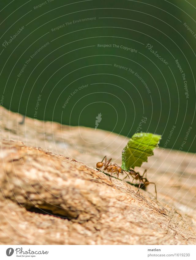 vegan Animal 2 Carrying Natural Brown Green leaf-cutting ant Leaf Handover Passenger traffic Vegan diet Diligent Prongs Colour photo Subdued colour