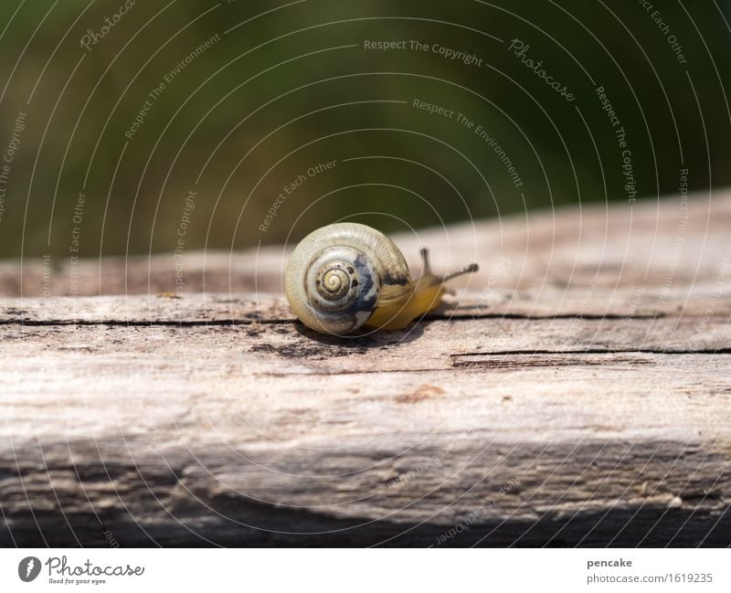 the time-travelling Nature Animal Snail 1 Wood Sign Movement Discover Warm-heartedness Attentive Serene Calm Scrap lumber Driftwood Blur Small Baby animal