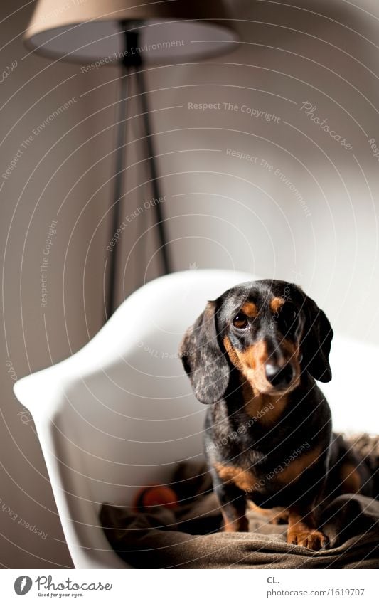 carlson Living or residing Flat (apartment) Interior design Decoration Furniture Lamp Chair Room Animal Pet Dog Animal face Dachshund 1 Blanket Observe
