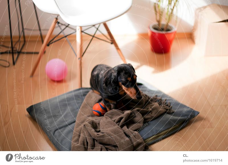Go back to your seat. Playing Living or residing Flat (apartment) Interior design Decoration Furniture Chair Room Animal Pet Dog Dachshund 1 Balloon Blanket