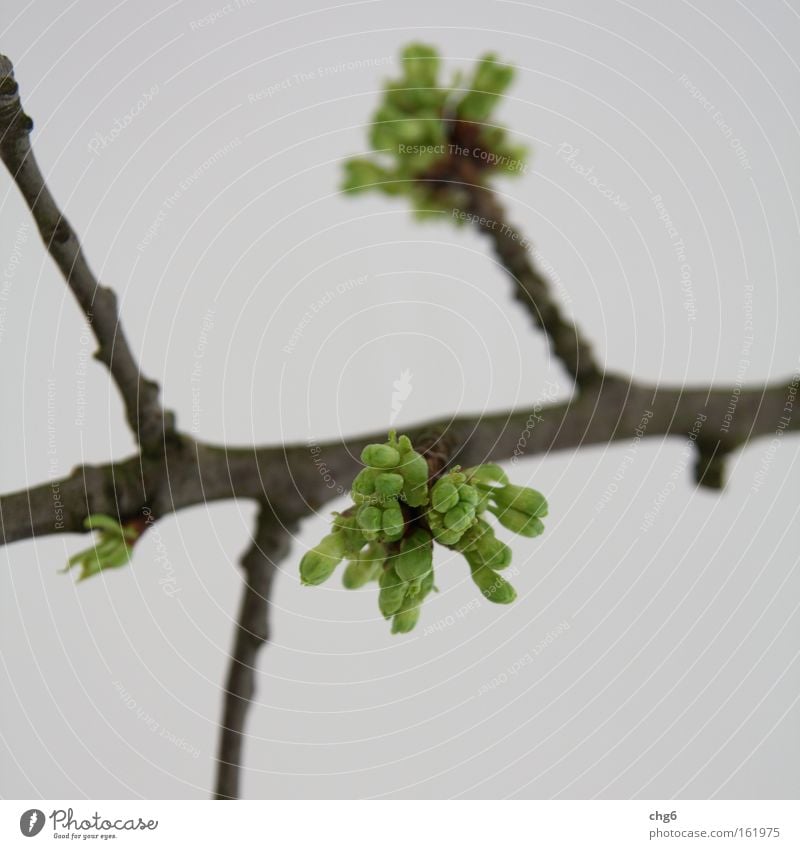Buds sprout from the branch Leaf bud Branch Twig Green Brown White Detail Spring Growth Make green Abstract Blur