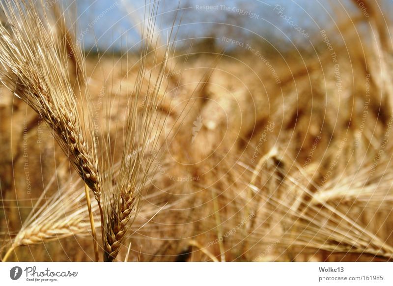 golden expanse Cornfield Autumn Ear of corn Sky Grain Gold Nature Harvest