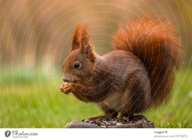 squirrel Animal Wild animal Animal face Pelt 1 To feed Sit Dream Esthetic Beautiful Cuddly Natural Cute Yellow Green Orange Contentment Trust Safety