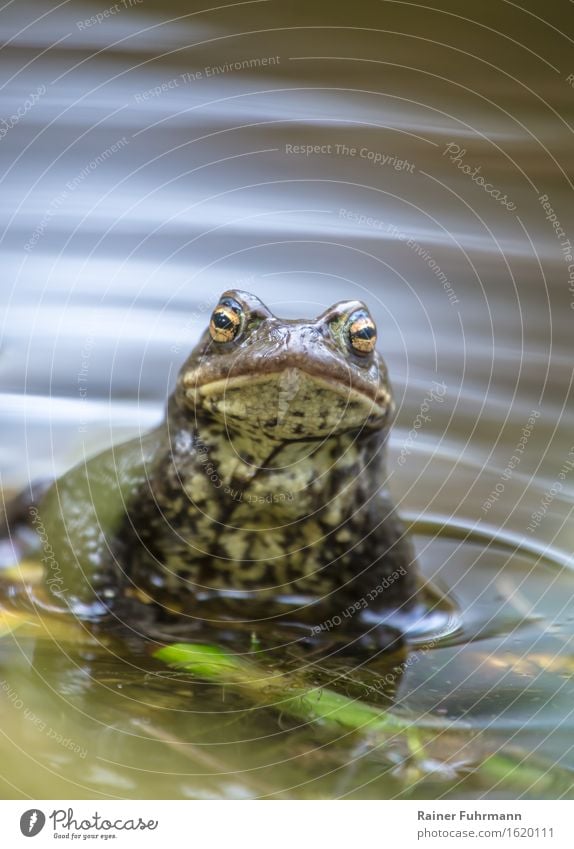 An earth toad man watches the photographer with interest. Water Spring Park Forest Bog Marsh Animal "Toad Earth Toad" 1 Nature "Mating spawning period