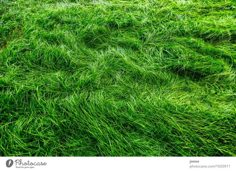 cuddly grass Garden Meadow Growth Soft Green Movement Nature Colour photo Exterior shot Deserted Contrast