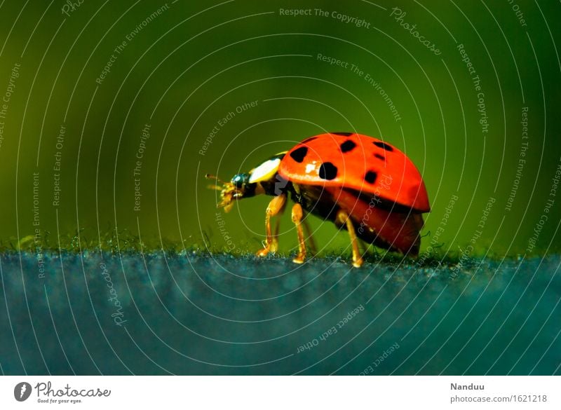Ready to go Wild animal Beetle Ladybird Domestic Cute 1 Animal Good luck charm Red Popular belief Departure Nature Summer Spring Colour photo Multicoloured