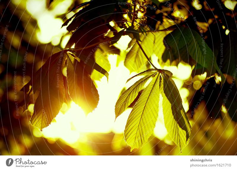 "Morning hour Environment Sun Sunrise Sunset Summer Climate Beautiful weather Tree Leaf Chestnut tree Garden Park Illuminate Yellow Gold Green