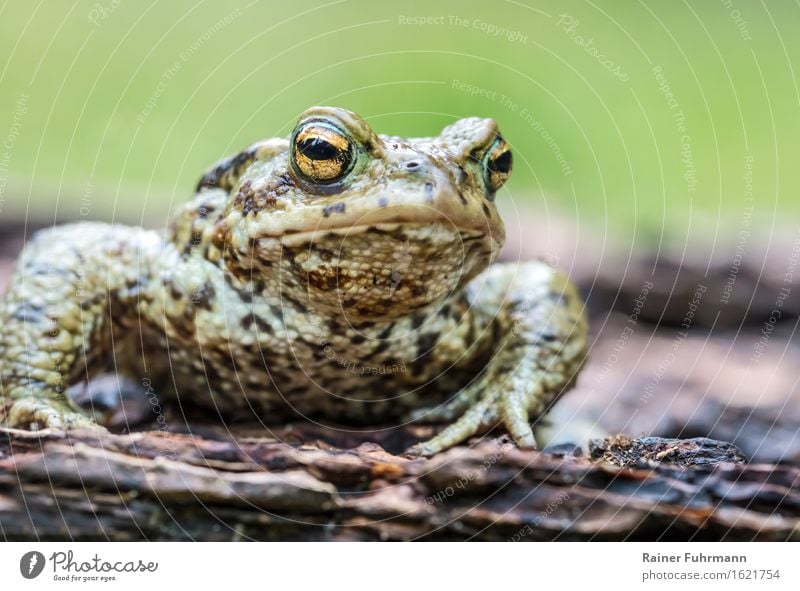 a deeply relaxed earth toad Animal Wild animal "Toad Earth Toad" 1 Nature "bufo bufo bufo toad man mating season Spring Colour photo Close-up Animal portrait