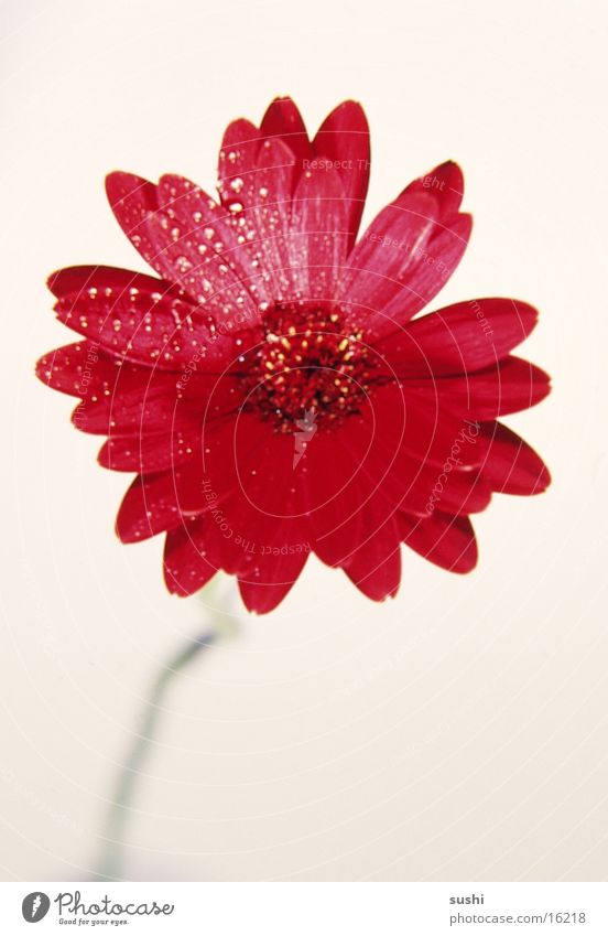gerbera Gerbera Flower Detail Contrast Perspective