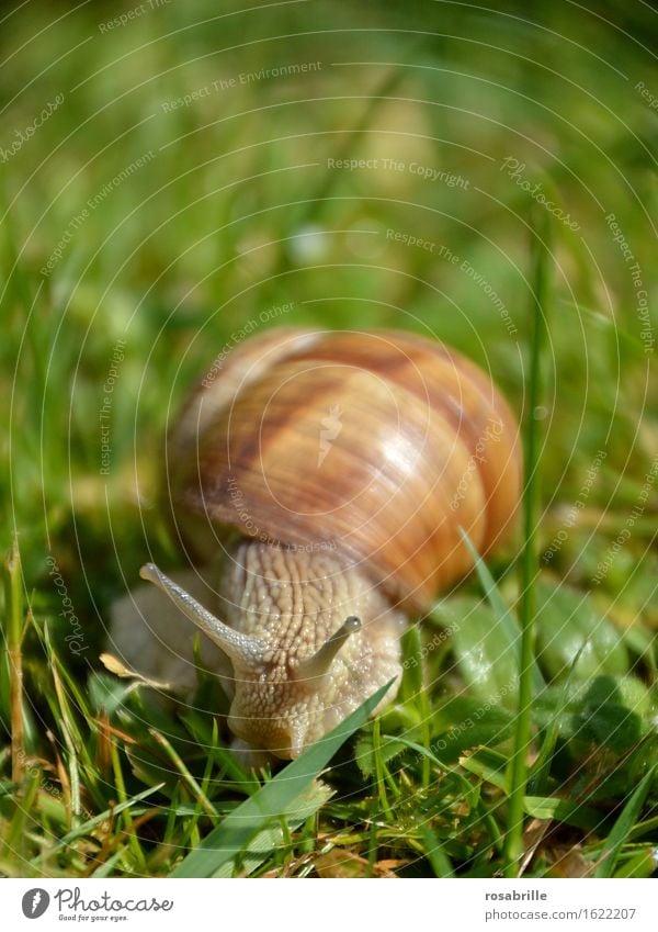look into my eyes - close-up of Roman snail Life Senses Environment Nature Plant Animal Summer Grass Meadow Crumpet 1 Hiking Glittering Curiosity Slimy Brown
