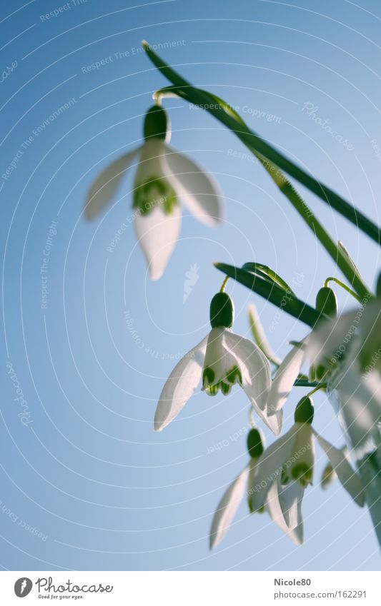 accumulation of snowdrops Spring Flower Blossom Blue Green White Snowdrop Spring flowering plant Blue sky Spring day Spring colours Delicate Colour photo