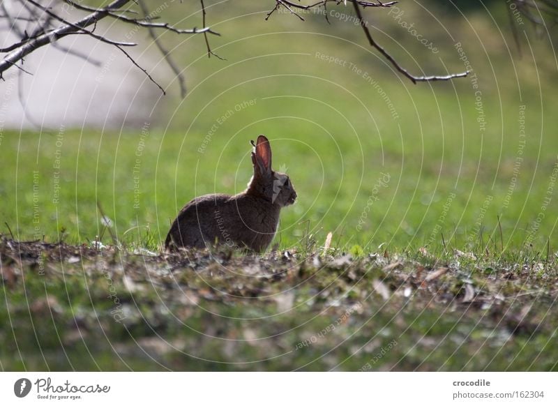 Easter shasha Hare & Rabbit & Bunny Sit Meadow Observe Blur Hop Ear Spoon Nose Pelt Free Leaf Relaxation Break Breather Mammal Peace Easter Bunny