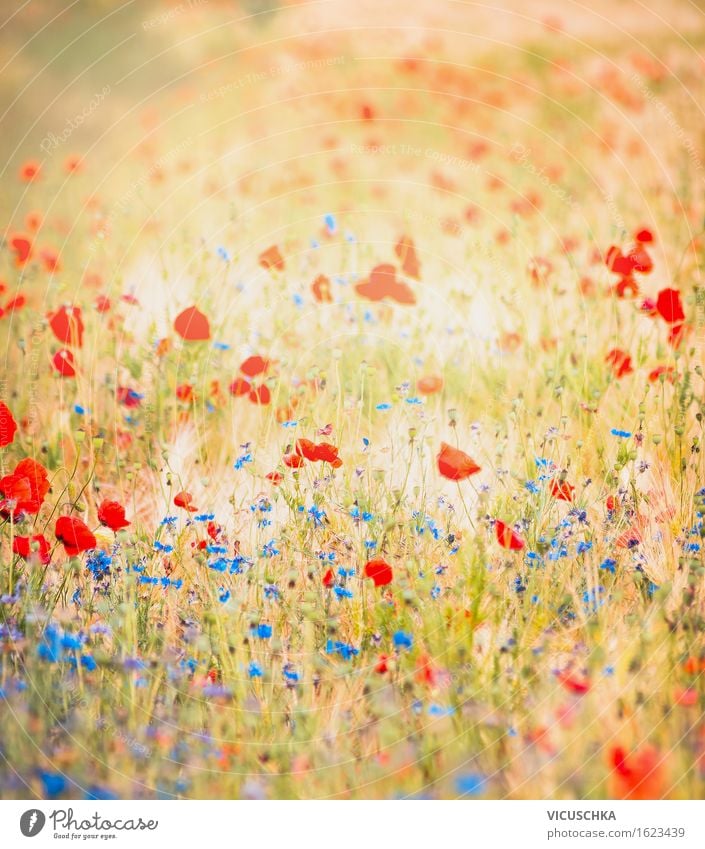 Field with poppies and blue cornflowers Lifestyle Design Summer Environment Nature Landscape Plant Autumn Beautiful weather Flower Meadow Meadow flower Poppy