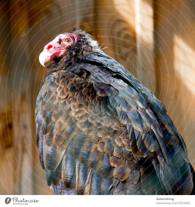 redhead Nature Animal Wild animal Bird Animal face Wing Vulture Falcon 1 Wood Sit Hideous Brown Red Black Feather Beak Eyes Wooden board Pelt Point Colour photo