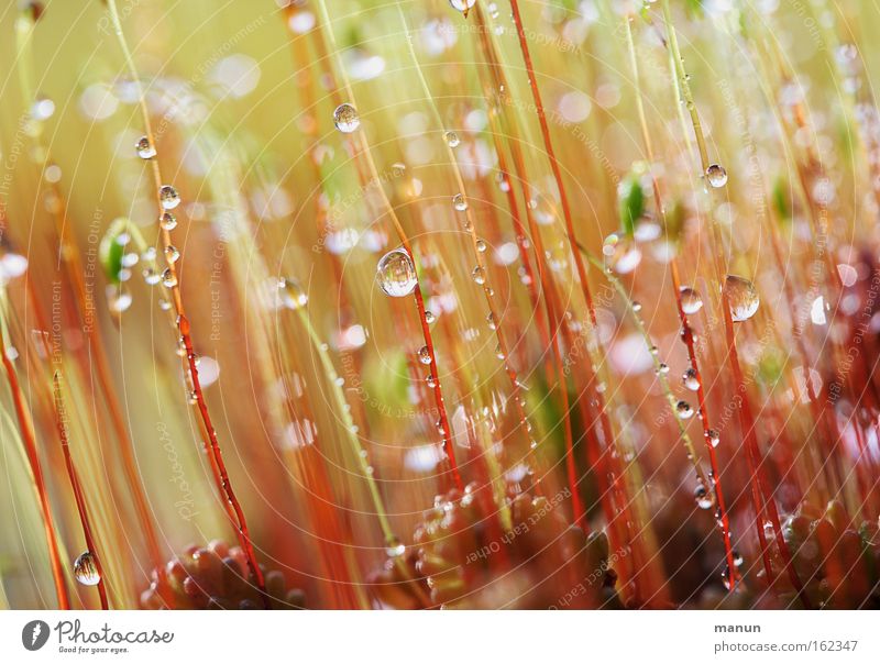 twinkling moss Colour photo Subdued colour Exterior shot Close-up Detail Macro (Extreme close-up) Abstract Pattern Structures and shapes Deserted