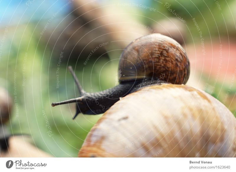 pet Animal Snail Group of animals Baby animal Small Wet Cute Blue Brown Green Pet Snail shell Fresh Back Ride Carrying Parent with child Colour photo