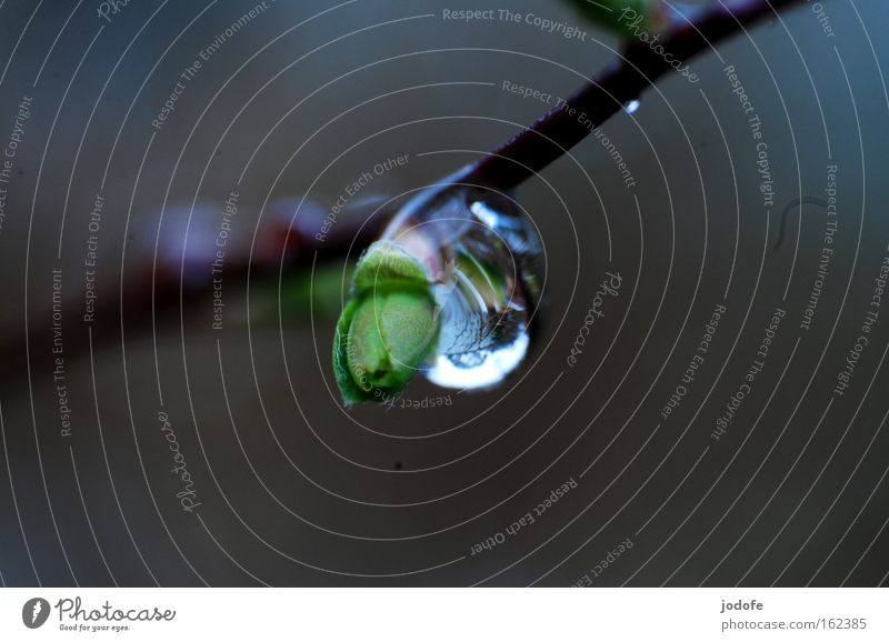 raindrop Drops of water Twig Branch Leaf bud Leaf green Gloomy Spring Reflection Magnifying effect Nature Plant Botany Water