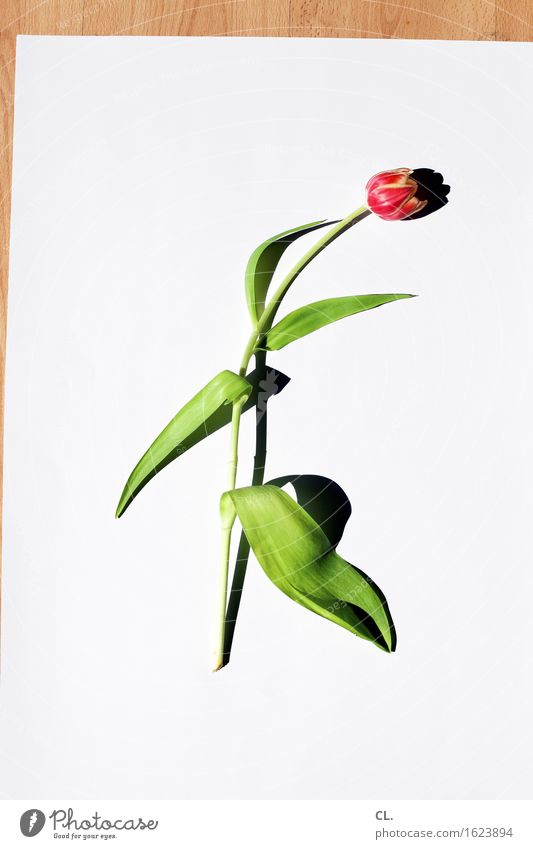 what was available / tulip Flower Tulip Leaf Blossom Esthetic Simple Colour photo Interior shot Studio shot Close-up Deserted Copy Space left Copy Space right