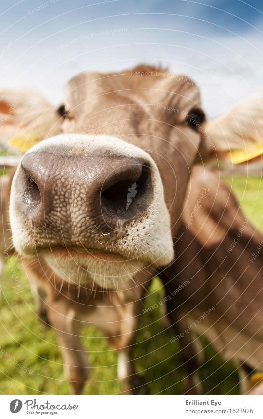 Kuhn nose very big Joy Tourism Summer Nose Nature Animal Meadow Farm animal Cow Healthy Happy Large Natural Cute Positive Brown Curiosity Interest