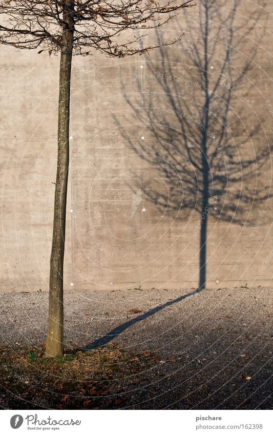 The shadow of itself Nature Autumn Tree Town Concrete Loneliness Transience Wall (building) Tree trunk Bleak pischarean Shadow Silhouette