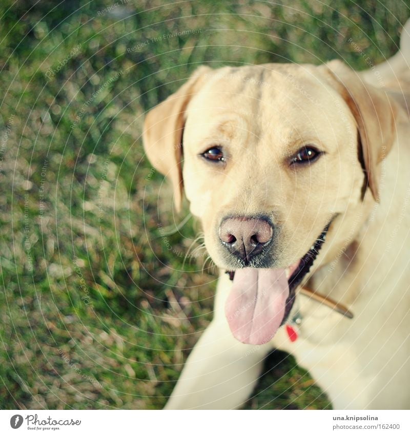 Louis Leisure and hobbies Animal Meadow Pet Dog Labrador retriever Golden Retriever Loyalty Nature Nose Tongue Snout Bite To go for a walk Neckband Mammal