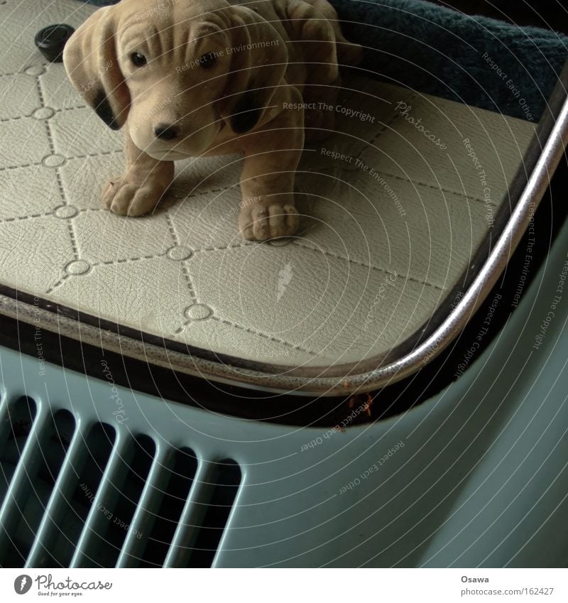 wobbly dachshund Dachshund Dog Animal Car Window pane Slice Beetle Hat rack Petit bourgeois Retro Mammal loose dachshunds Rear Window Detail
