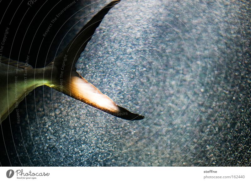 BIG FISH I Fish Fin Tail fluke Aquarium Light Sunbeam Water Oxygen Bubble Impressive Swimming & Bathing