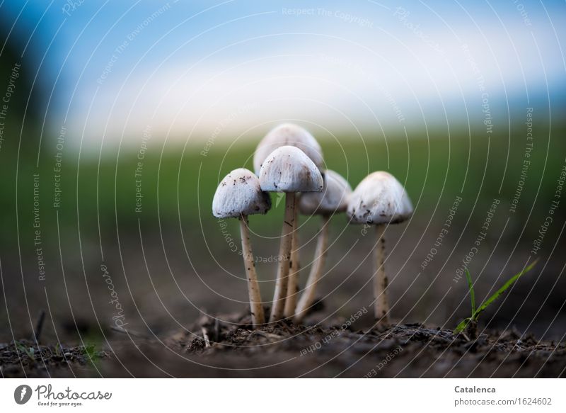 Mushroom group in the evening light Environment Nature Plant Earth Sky Horizon Autumn Meadow Field Forest To dry up Growth Esthetic Together Glittering Bright