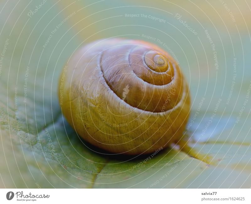 nice round Harmonious Nature Autumn Leaf Rachis Garden Animal Snail Snail shell 1 Round Yellow Green Esthetic Design Loneliness Uniqueness Perspective Calm