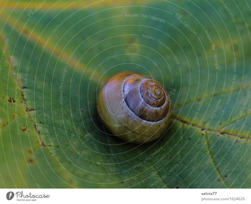 retreat Nature Autumn Plant Leaf Rachis Animal Snail Snail shell Brown Yellow Green Loneliness Break Calm Protection Symmetry Transience Change Time