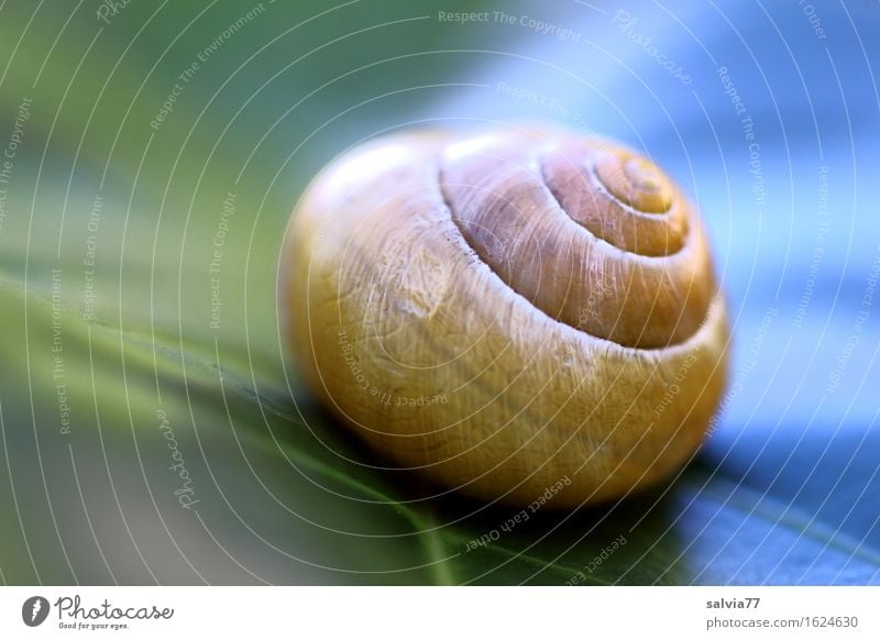 hot and cold Nature Plant Leaf Animal Snail Snail shell 1 Esthetic Round Blue Yellow Green Design Calm Protection Spiral Symmetry Structures and shapes Line