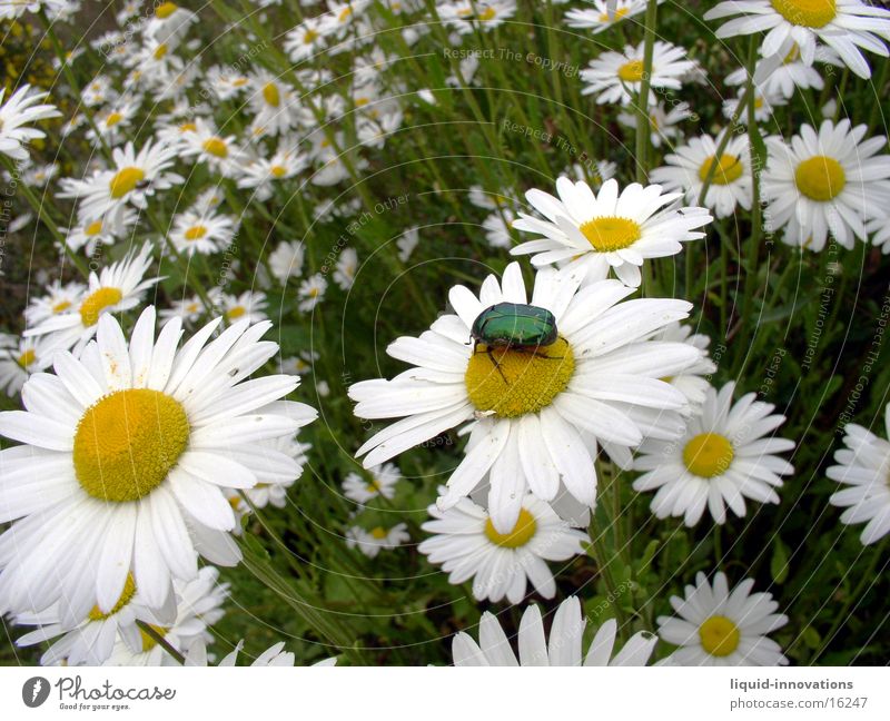 Beetle on flower Marguerite Flower Plant Animal Green Yellow White Glittering flower meadow