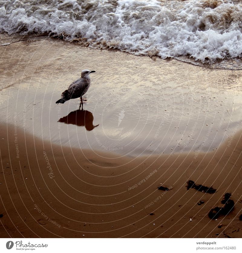 m_3 Ocean Waves Bird Reflection Water Sunset Nature Animal Weather gal seaside