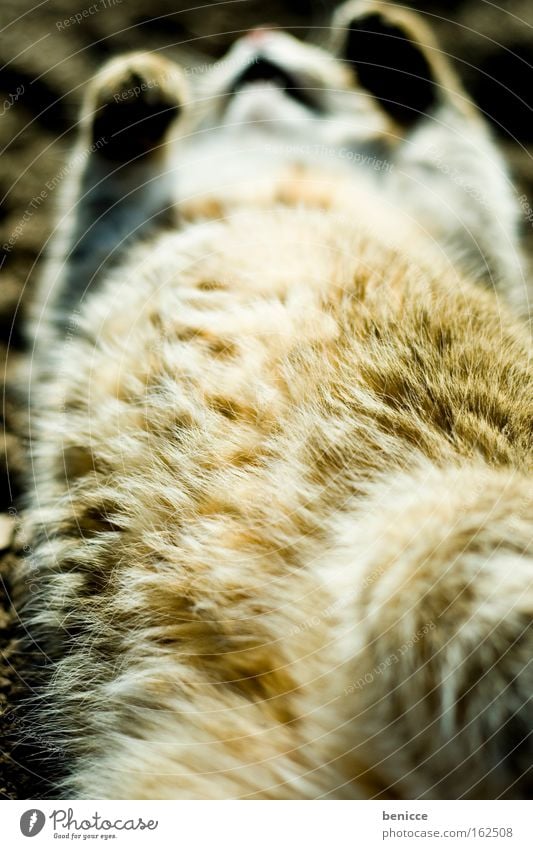 sluggard Cat Pelt Death Domestic cat Summer To enjoy Contentment Relaxation Mammal Fat Comfortable cadaverous Lie Sun Stomach Dead animal