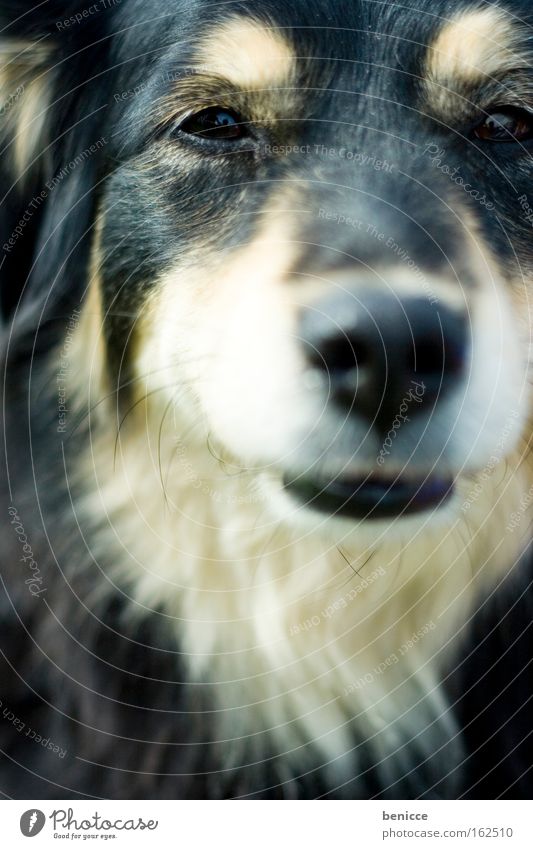 doggie eyes Dog Husky Looking Earnest Pelt Animal Blur Intensive Detail Mammal Hair and hairstyles Eyes